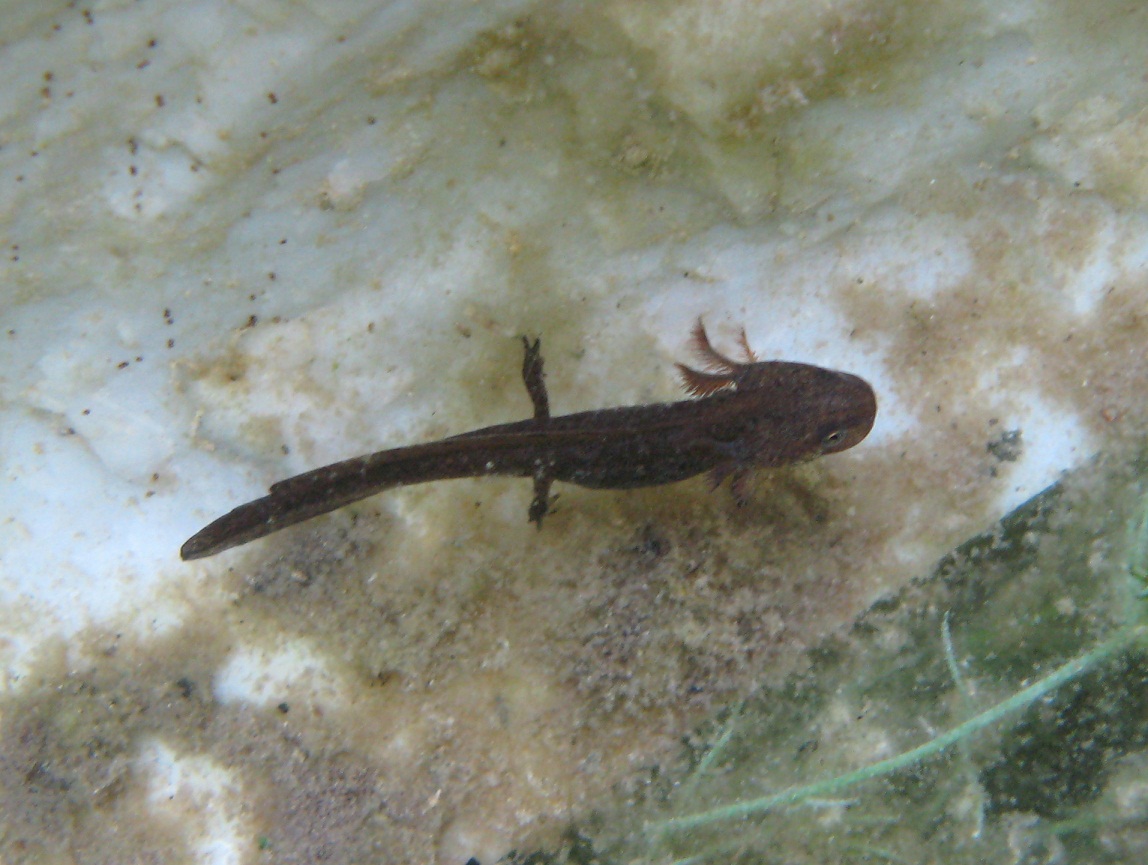  identificazione anfibi  Ichthyosaura alpestris apuana